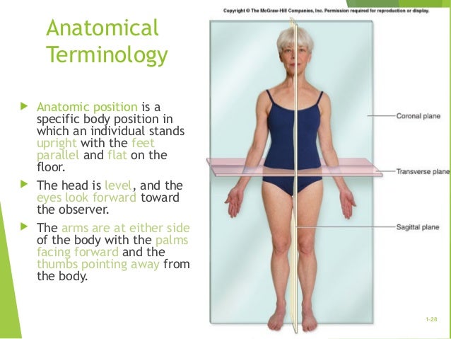 Anatomical body sex positions are Anatomical body sex positions what